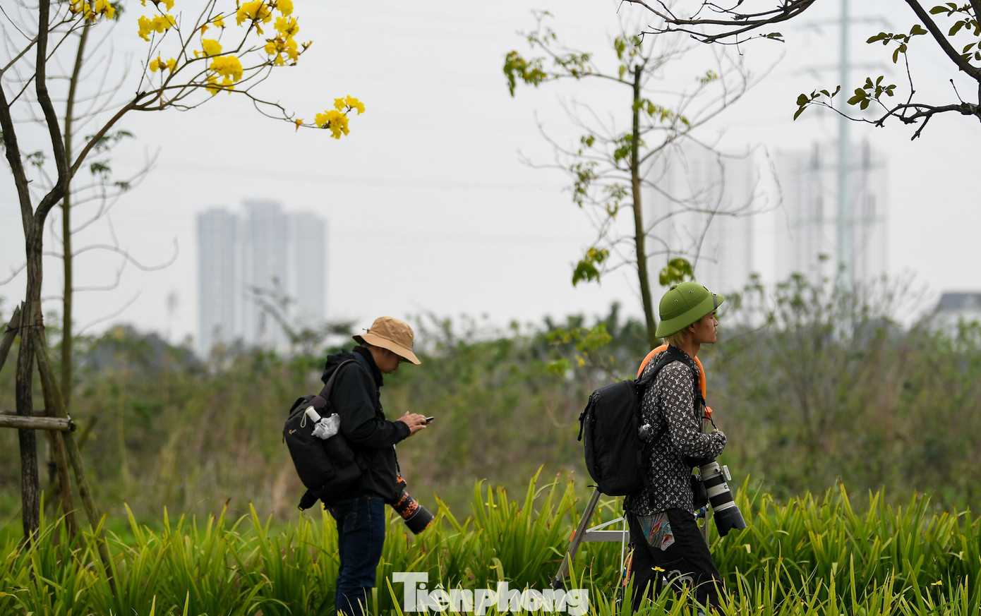 Phong linh thường nở trong khoảng hai đến ba tuần, tùy thời tiết. Sự trùng thời điểm với mùa hoa gạo khiến tuyến đường trở thành điểm check-in được chia sẻ nhiều trên mạng xã hội những ngày qua.
