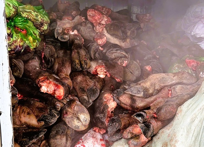 Số chân trâu, bò không rõ nguồn gốc bị lực lượng chức năng thu giữ