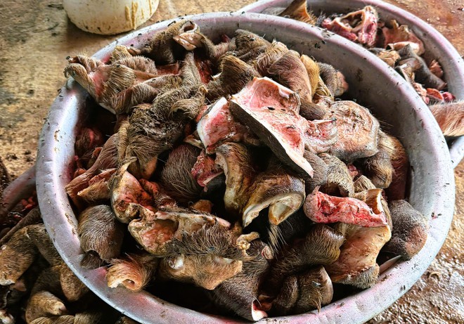 Phát hiện gần 6 tấn chân trâu, bò bốc mùi hôi thối chuẩn bị đưa ra quán nhậu - 3