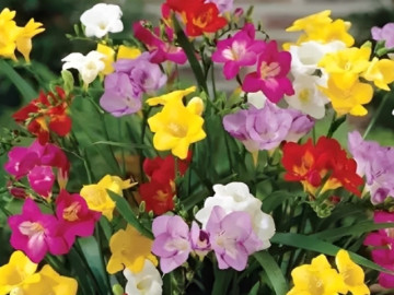 Nhà đẹp - Loài hoa nhỏ đang xuất hiện ngày càng nhiều trong nhà phố, căn hộ cao cấp