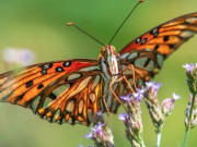 Eva tám - Những tháng sinh Âm lịch nằm trong nhóm dễ có hôn nhân hạnh phúc