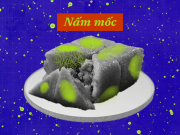 Clip Eva - Đồ ăn mốc, có nên cắt bỏ đi để ăn tiếp?