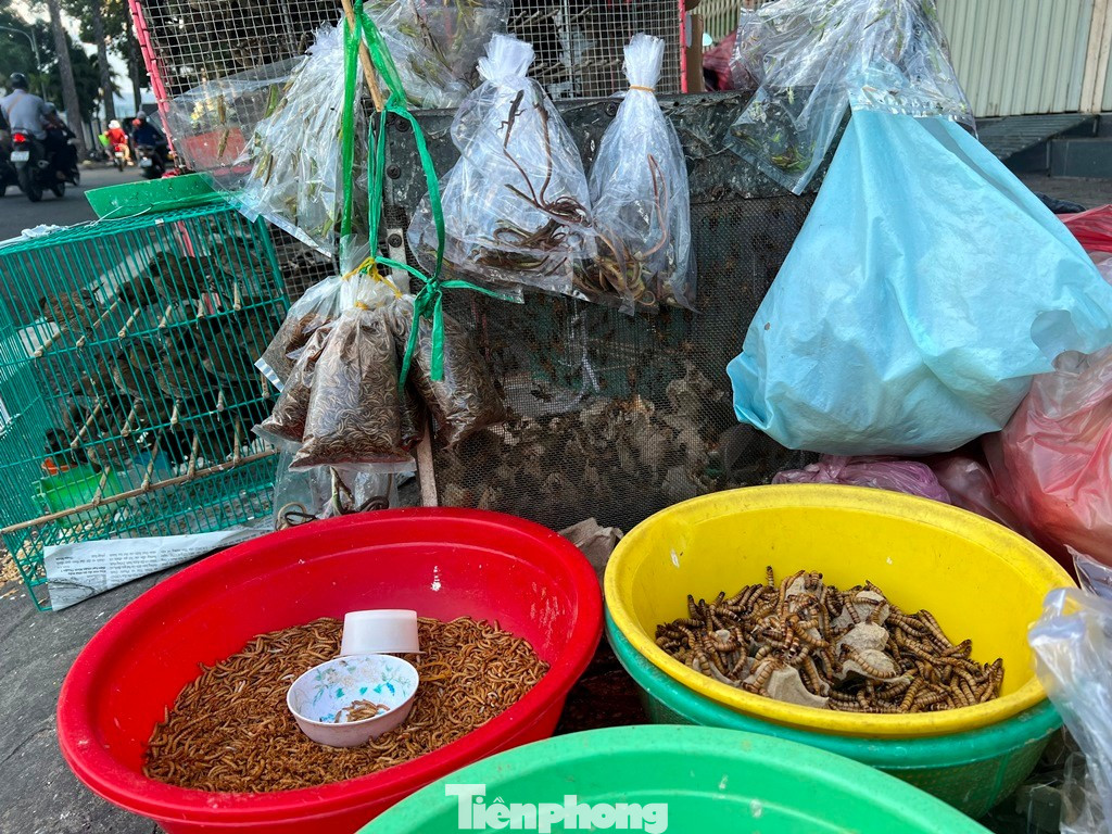 Chợ đàn ông chuyên bán côn trùng phục vụ giới chơi chim, khách hàng đa số là nam giới