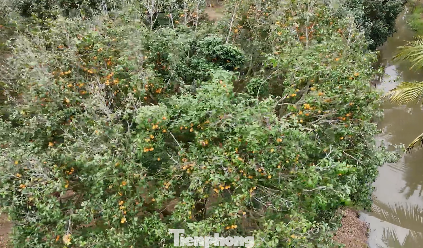 Vườn thanh trà ở phường Đông Thành, tỉnh Vĩnh Long đang vào chính vụ thu hoạch. Từng là loại cây dại, nay quả thanh trà đã thành đặc sản, loại trái cây chủ lực của địa phương.