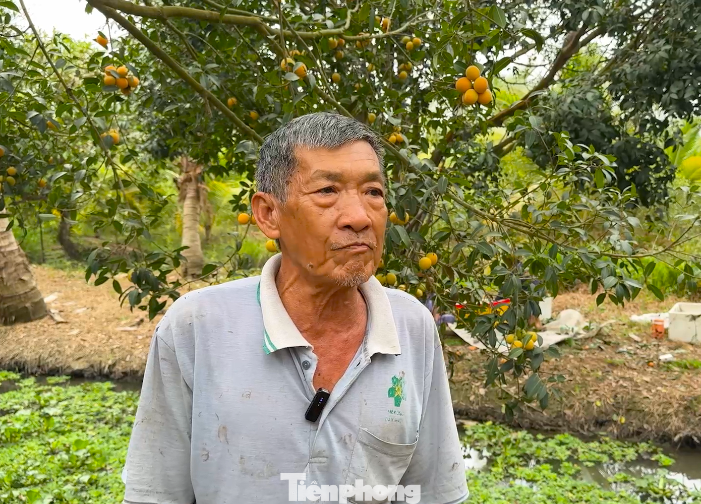 Theo ông Huỳnh Văn Hào ( phường Đông Thành, tỉnh Vĩnh Long), để cây thanh trà cho trái với sản lượng, chất lượng ổn định, phải chăm sóc bài bản ngay từ đầu vụ, với các kỹ thuật chăm sóc mới nhất. Vườn thanh trà của ông Hào hiện có hơn cây 700 cây, trong đó khoảng 660 cây thanh trà ngọt.