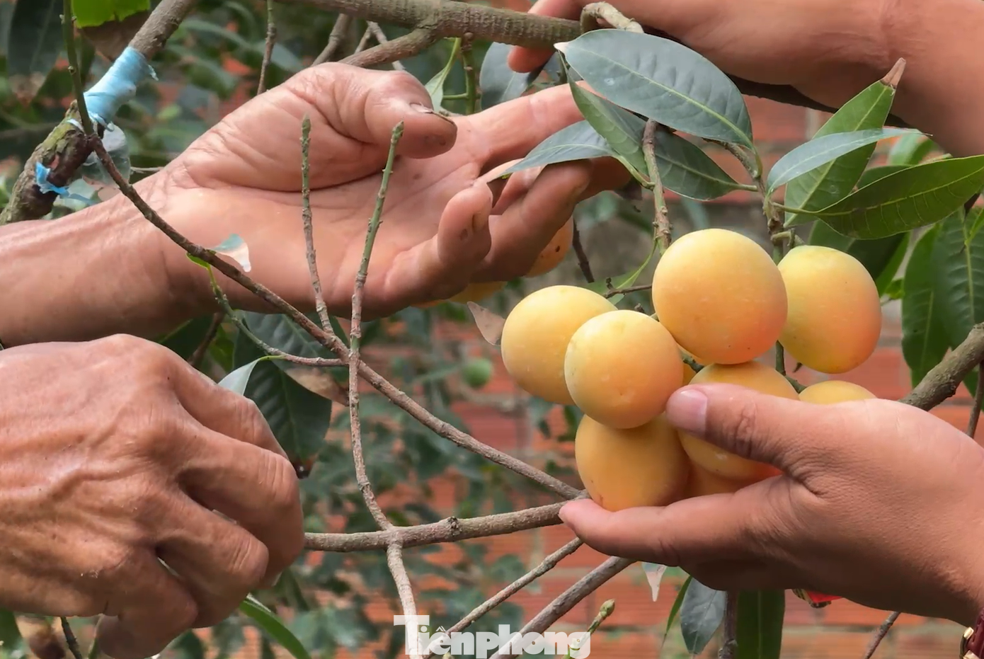 Cùng trên một vườn, khu vực có cả thanh trà ngọt và chua, hình thức cây và quả của 2 loại khá tương đồng nên rất khó phân biệt, mỗi loại mang giá trị kinh tế khác nhau theo nhu cầu người dùng. Theo kinh nghiệm của nông dân, thanh trà ngọt thường có sắc vàng tươi, sáng, mùi thơm, còn thanh trà chua thiên về màu vàng đậm, hơi phớt xanh, hương nhẹ hơn, ăn thử sẽ dễ phân biệt hơn.