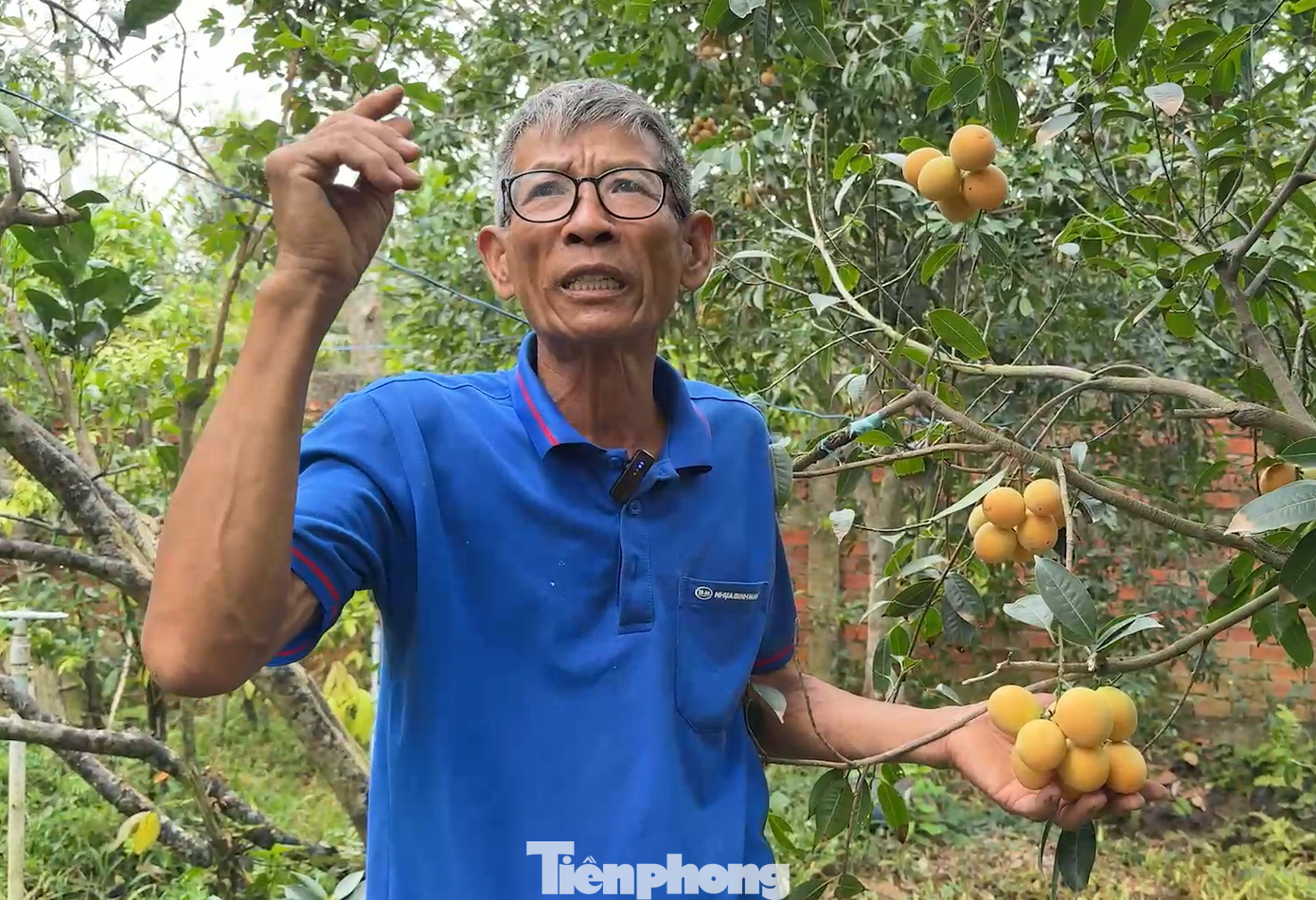 Ông Huỳnh Văn Cập - Giám đốc Hợp tác xã Thanh trà ngọt Đông Thành (Vĩnh Long) cho biết, thời gian qua đã tăng cường tập huấn, chuyển giao kỹ thuật chăm sóc thanh trà cho thành viên trong hợp tác xã, như kỹ thuật xử lý ra hoa chủ động bằng hệ thống đèn chiếu sáng, kết hợp cân đối phân bón, bao trái và quản lý dịch hại tổng hợp.