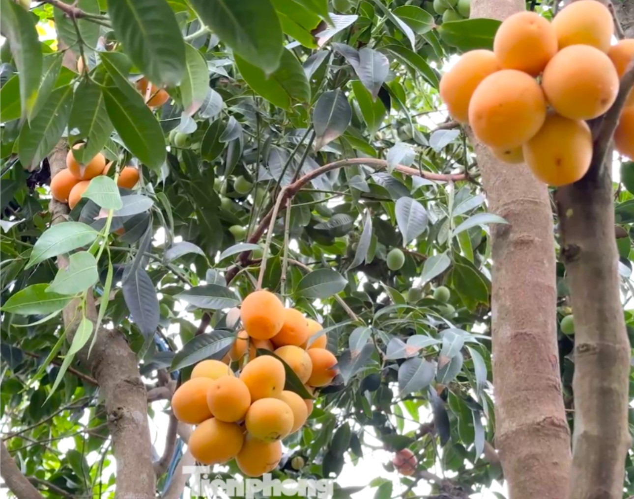 img src/upload/1-2026/images/2026-03-02/1772424978-tra-11-width1344height1080.png width660 /