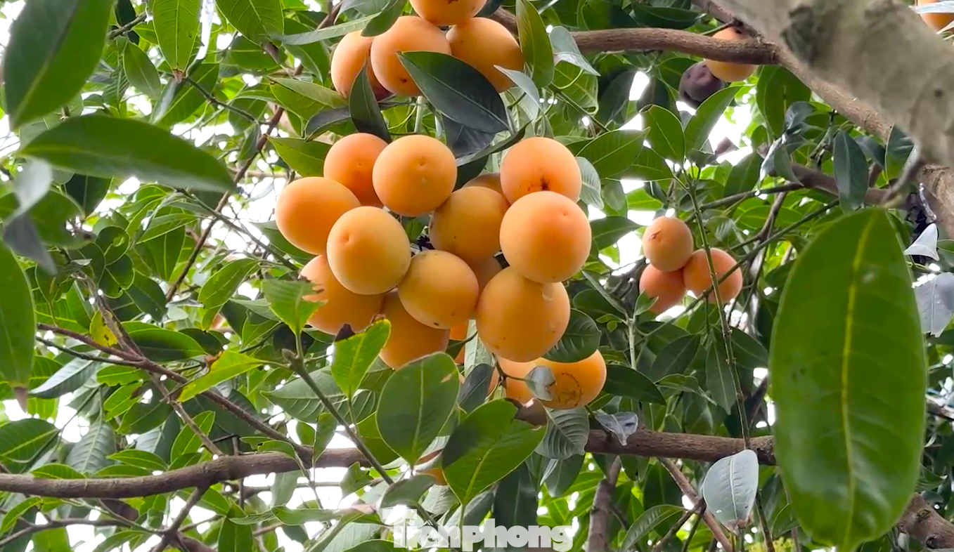 Đại diện Phòng Kinh tế, Hạ tầng và Đô thị phường Đông Thành cho biết, địa phương thường xuyên phối hợp ngành chuyên môn hỗ trợ kỹ thuật cho nông dân trồng thanh trà, sản xuất theo hướng an toàn, ổn định chất lượng để xây dựng thương hiệu, đầu ra, giúp nhà vườn yên tâm gắn bó lâu dài với cây thanh trà. Địa phương đưa thanh trà vào nhóm cây chủ lực, tiếp tục mở rộng diện tích thanh trà ngọt có kiểm soát để đảm bảo ổn định đầu ra.