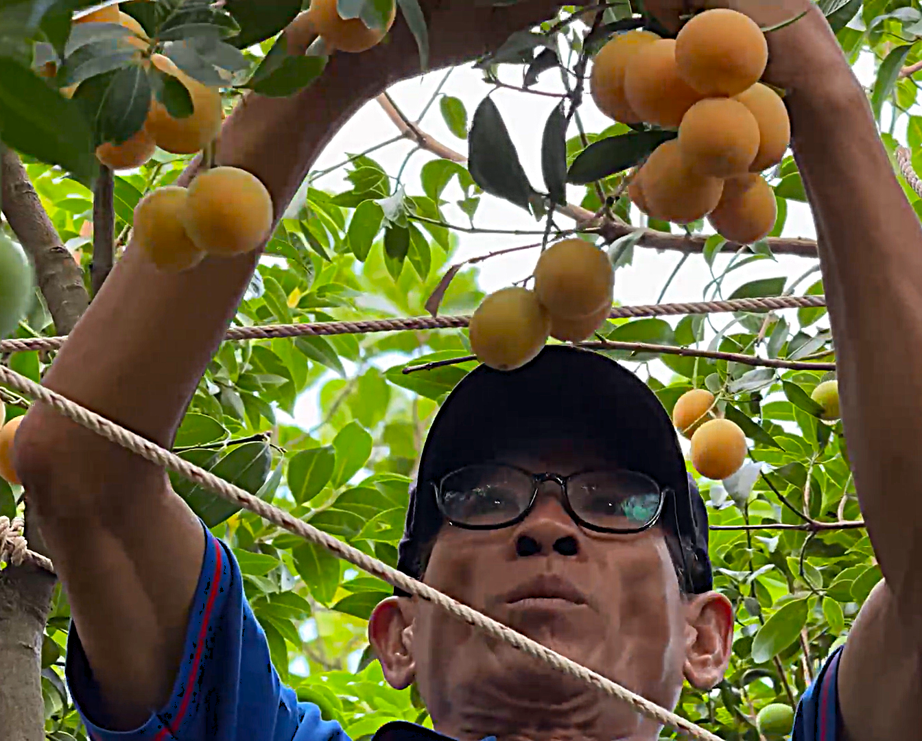 Từ cây dại, thanh trà ở Vĩnh Long thành đặc sản - 6