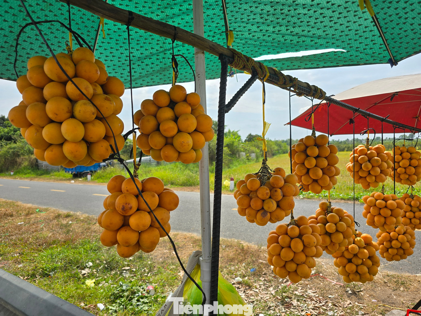Hiện, thanh trà chua được thương lái thu mua tại vườn khoảng 15.000-20.000 đồng/kg, thanh trà ngọt giá từ 100.000-150.000 đồng/kg, tùy thời điểm và chất lượng trái, có thời điểm giá thanh trà ngọt lên gần 200.000 đồng/kg.