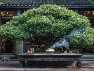 4 cây cảnh như ngọc quý ẩn trong đá, càng già càng lộ ra sự quý giá, bảo vệ gia đình, hút lộc, chiêu may