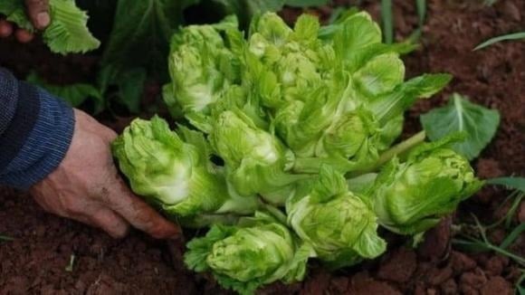 Rau mầm đá có hình dáng đặc trưng giống những búp măng nhỏ nhú quanh thân, phần thân chính to và có thể nặng tới vài kg.