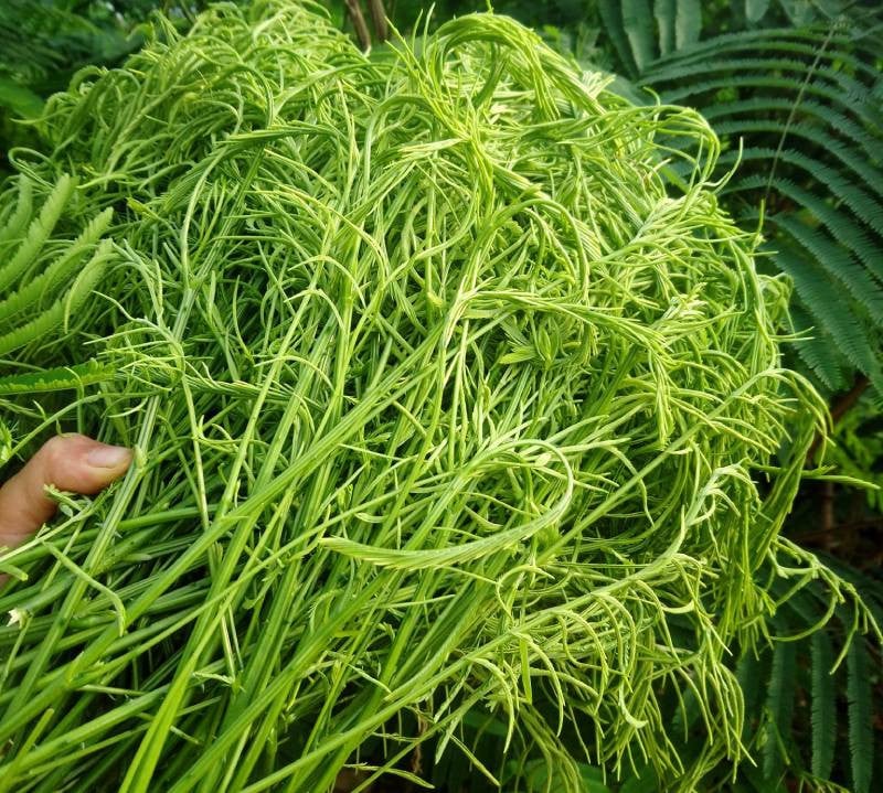 Phần chồi non của cây có rất nhiều phiến lá nhỏ, dài, cụp vào nhau. Đây chính là phần lá ngon nhất, được sử dụng để chế biến món ăn.