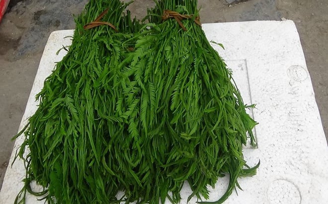 Việt Nam có 4 loại rau đặc sản hiếm, đắt hơn cả thịt cá, muốn mua không phải lúc nào cũng có - 18
