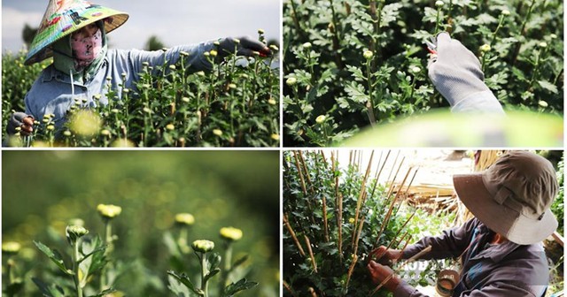 Loại bỏ toàn bộ hoa tàn và cành yếu để cây phát triển khỏe mạnh hơn.