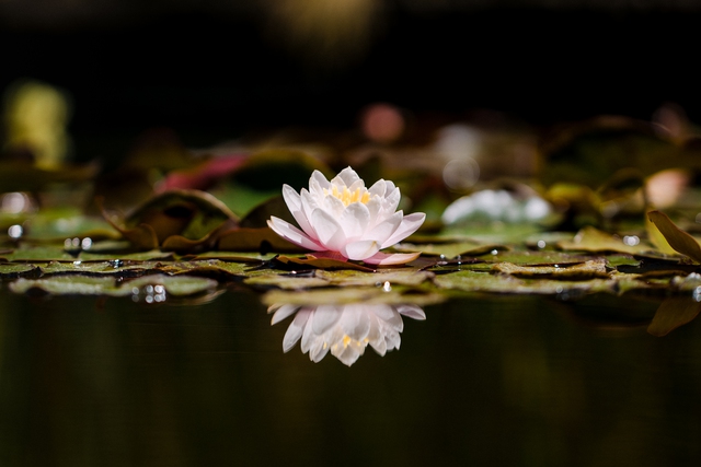 Người sinh vào giờ Tỵ thường sở hữu tư duy sắc sảo và khả năng quan sát tinh tế - Ảnh minh họa.