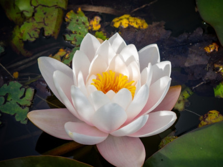 4 khung giờ sinh Âm lịch dễ mở lối phú quý nhất: Hậu vận khiến người khác ghen tị