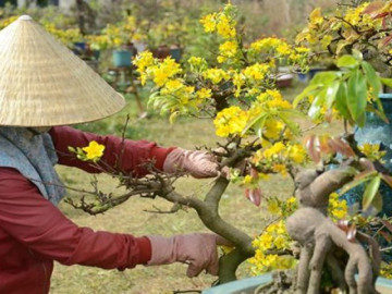 Bí quyết chăm sóc cây cảnh sau Tết luôn được tươi đẹp