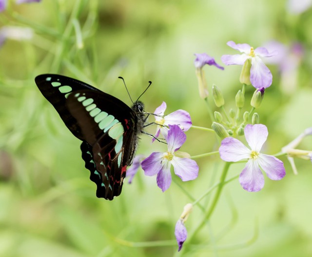 Theo góc nhìn tử vi, người sinh giờ Mùi Âm lịch thường tích lũy tài sản dần theo thời gian - Ảnh minh họa.