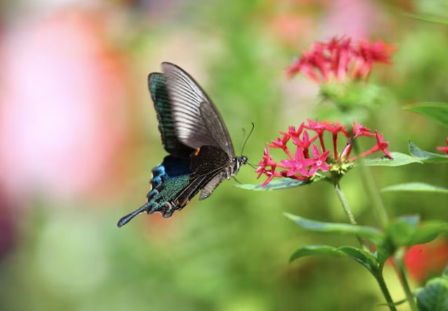 Người sinh vào giờ Dậu Âm lịch thường sở hữu gu thẩm mỹ tốt, tính cách tinh tế và phong thái nhẹ nhàng - Ảnh minh họa.