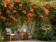 Nhà đẹp - 4 cây cảnh biến khu vườn thành xứ xở thần tiên, nở hoa nửa năm, sắc màu rực rỡ, thu hút tài lộc, may mắn