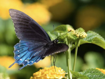 Bà bầu - 4 khung giờ sinh Âm lịch báo hiệu cuộc đời đủ đầy, về già được hưởng lộc con cháu