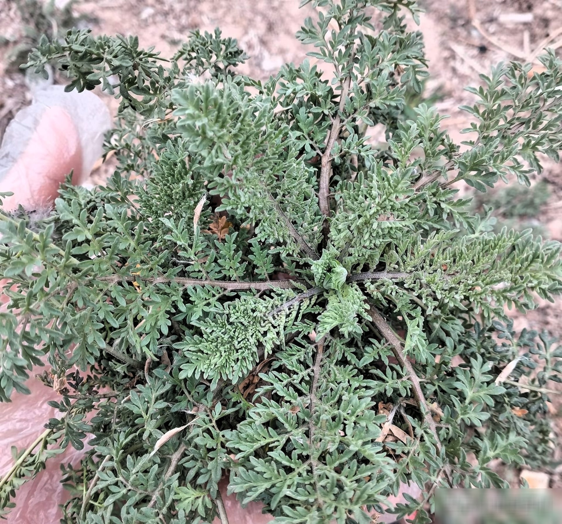 Loại rau báu vật từ lá đến rễ