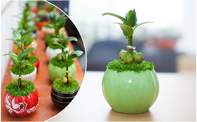 Cây may mắn tài lộc có nguồn gốc từ Ấn Độ, thường được trồng theo cụm từ 3 đến 5 cây trong cùng một chậu, với tán lá vươn cao, hướng lên trên.