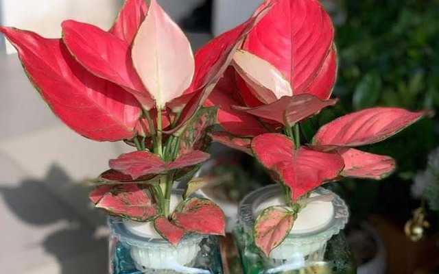 Cây hồng phát lộc được tin rằng sẽ mang đến điềm lành, giúp công danh và sự nghiệp của gia chủ ngày càng hanh thông.