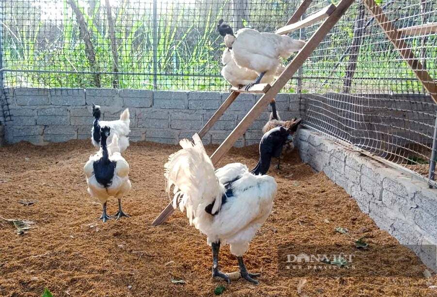 Đánh liều đưa thứ gà xấu xí lên nuôi trên núi ở Nghệ An, cả làng amp;#34;phát ớnamp;#34;, sau cả làng phục lăn - 1