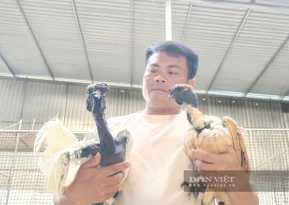 Chinh phục được những giống gà độc lạ giúp anh Quý ở xã Chiêu Lưu, tỉnh Nghệ An có nguồn thu nhập ổn định từ việc bán con giống.