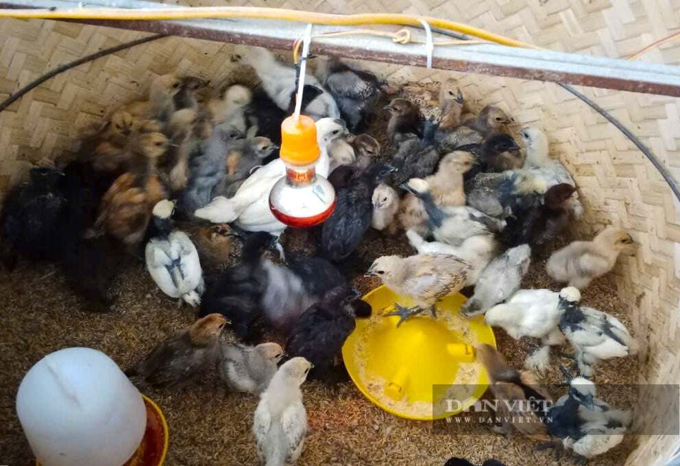 Ngoài gà mặt quỷ, anh Quý còn nuôi thêm các giống gà độc lạ như gà Mông Cổ, Hy Lạp. 