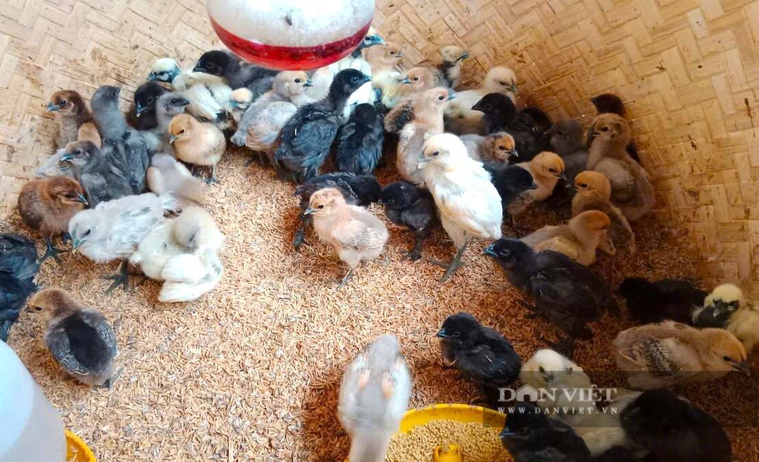 Đánh liều đưa thứ gà xấu xí lên nuôi trên núi ở Nghệ An, cả làng amp;#34;phát ớnamp;#34;, sau cả làng phục lăn - 5