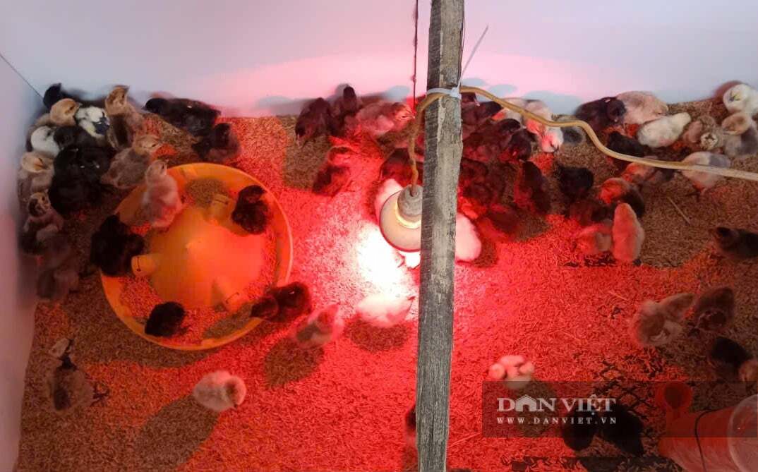 Mỗi năm anh Quý xuất bán ra thị trường hàng ngàn con gà giống độc lạ, thu về hàng trăm triệu đồng.