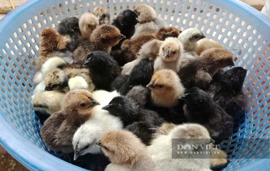 Đánh liều đưa thứ gà xấu xí lên nuôi trên núi ở Nghệ An, cả làng amp;#34;phát ớnamp;#34;, sau cả làng phục lăn - 7