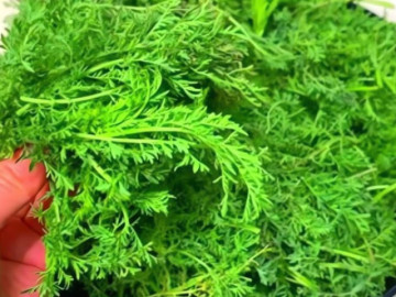 Bếp Eva - Loại rau báu vật từ lá đến rễ, nhiều người coi như cỏ dại, bổ não, dưỡng sức, làm bánh bao ngon tuyệt