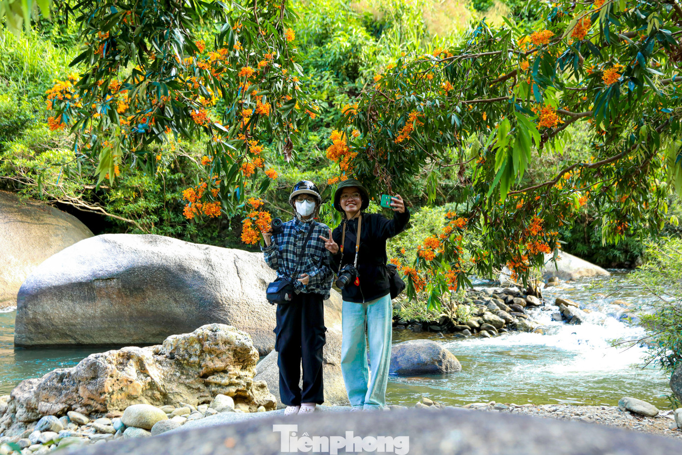 Theo ghi nhận, tại nhiều khu vực suối Hòa Bắc (phường Hải Vân, TP. Đà Nẵng), hoa rì rừng mọc thành từng bụi lớn ven bờ nước. Những cành hoa nhỏ vươn mình dọc theo dòng suối, tạo nên bức tranh thiên nhiên hài hòa giữa sắc vàng cam và màu xanh của núi rừng. Khi nắng sớm chiếu xuống, cả khúc suối như được phủ một lớp ánh vàng rực rỡ. Ảnh: Duy Quốc.