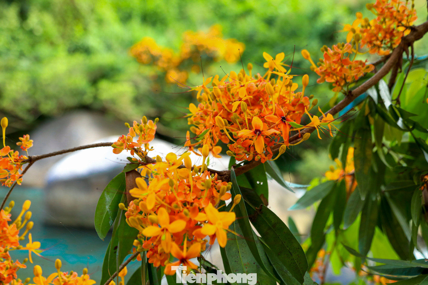 Những bông hoa nhỏ, cánh mỏng, mọc dày thành chùm, khi nở đồng loạt tạo nên thảm màu vàng cam nổi bật giữa không gian rừng núi.