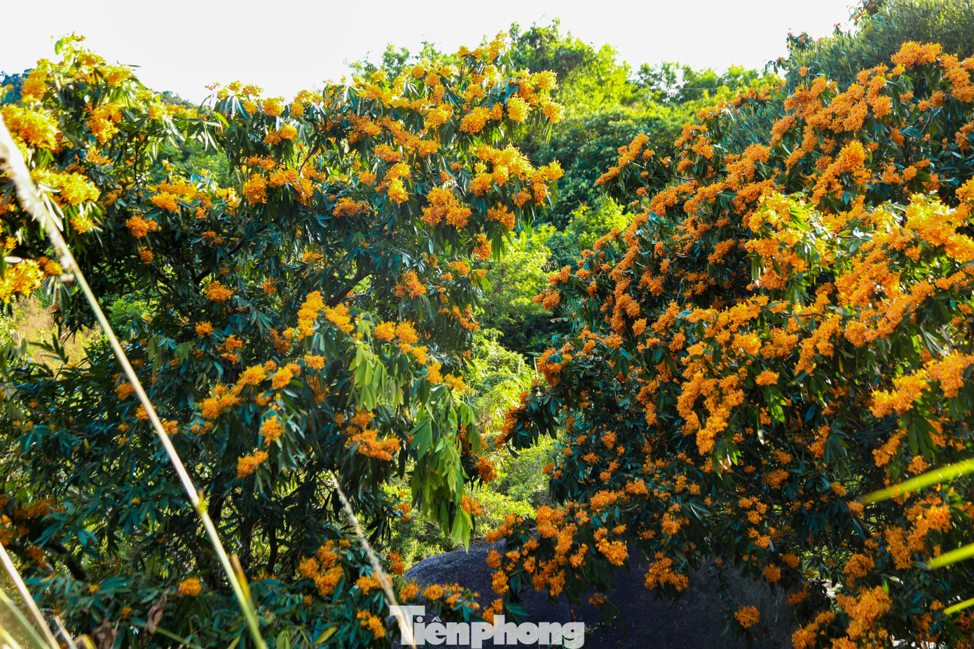 img src/upload/1-2026/images/2026-03-07/1772844531-tp-hoatrangrung-1-width1390height927.jpg width660 /