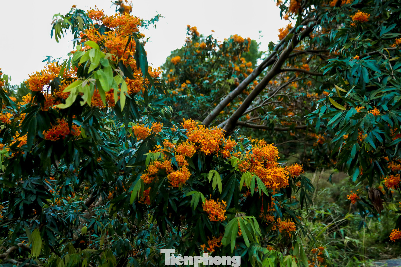 Những cây hoa rì cao khoảng 10m, tán rộng với nhiều cành nhỏ dày đặc. Từng chùm hoa vàng cam rực rỡ vươn lên giữa nền xanh của núi rừng, tạo nên khung cảnh nổi bật và đầy sức sống.
