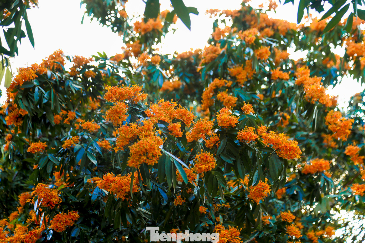 Giữa khung cảnh rừng núi xanh mát, sắc vàng cam của hoa rì như một điểm nhấn dịu dàng, mang đến vẻ đẹp bình yên cho suối rừng. Không cần những vườn hoa được chăm chút cầu kỳ, chỉ những bụi hoa dại ven suối cũng đủ khiến thiên nhiên nơi đây trở nên rực rỡ và cuốn hút trong mắt người thưởng ngoạn.