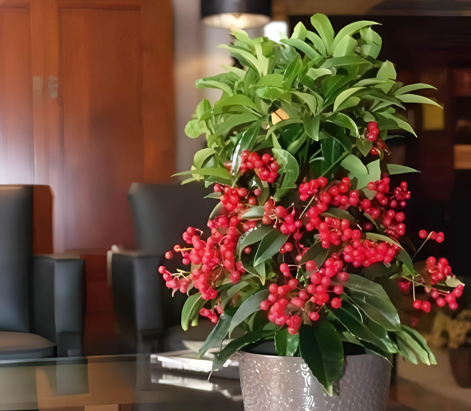 Cây kim ngân lượng quả đỏ chi chít, biểu tượng cho tài lộc dồi dào và may mắn đầu năm. Ảnh: Baidu