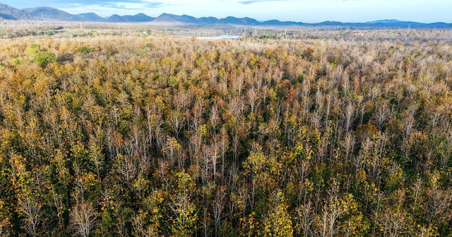 Khoảng Tháng 12 Đến Tháng 3 Hằng Năm, Rừng Khộp Ở Vườn Quốc Gia Yok Đôn Bước Vào Mùa Thay Lá, Tạo Nên Bức Tranh Thiên Nhiên Đa Sắc Màu. Đây Cũng Là Thời Điểm Rừng Khộp Khoe Sắc Đẹp Nhất Trong Năm. Ảnh: Vinh Gấu.