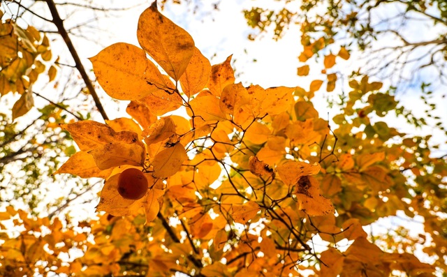 Các Loài Cây Chuẩn Bị Trút Lá Để Chống Chọi Với Tiết Trời Nắng Nóng Khô Hanh. Ảnh: Vinh Gấu.