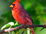 Eva tám - Ngày sinh Âm lịch của người nhanh nhẹn, tháo vát: Sau 40 tuổi dễ giàu sang