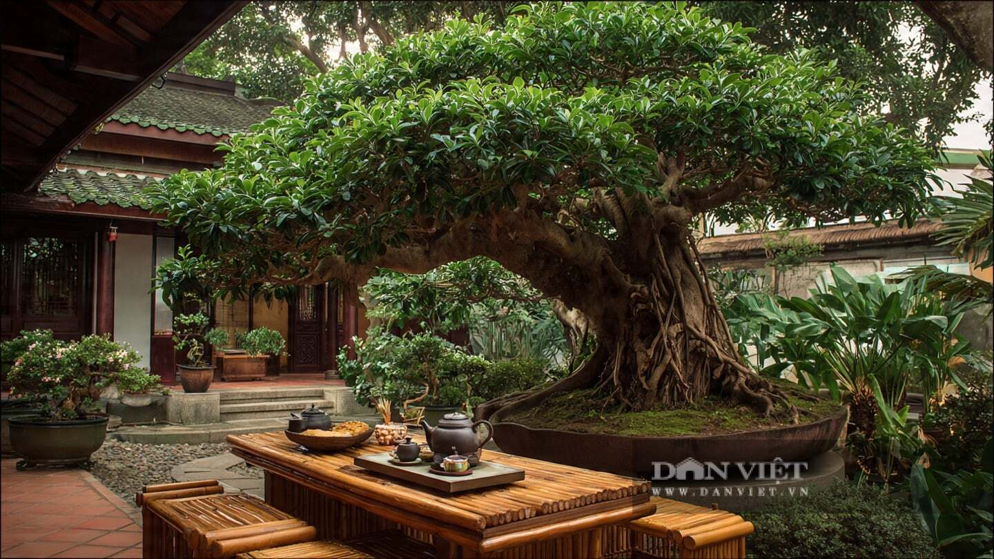 Cây cảnh này được xem là biểu tượng của sự phát triển bền vững, tài lộc dồi dào và thịnh vượng.