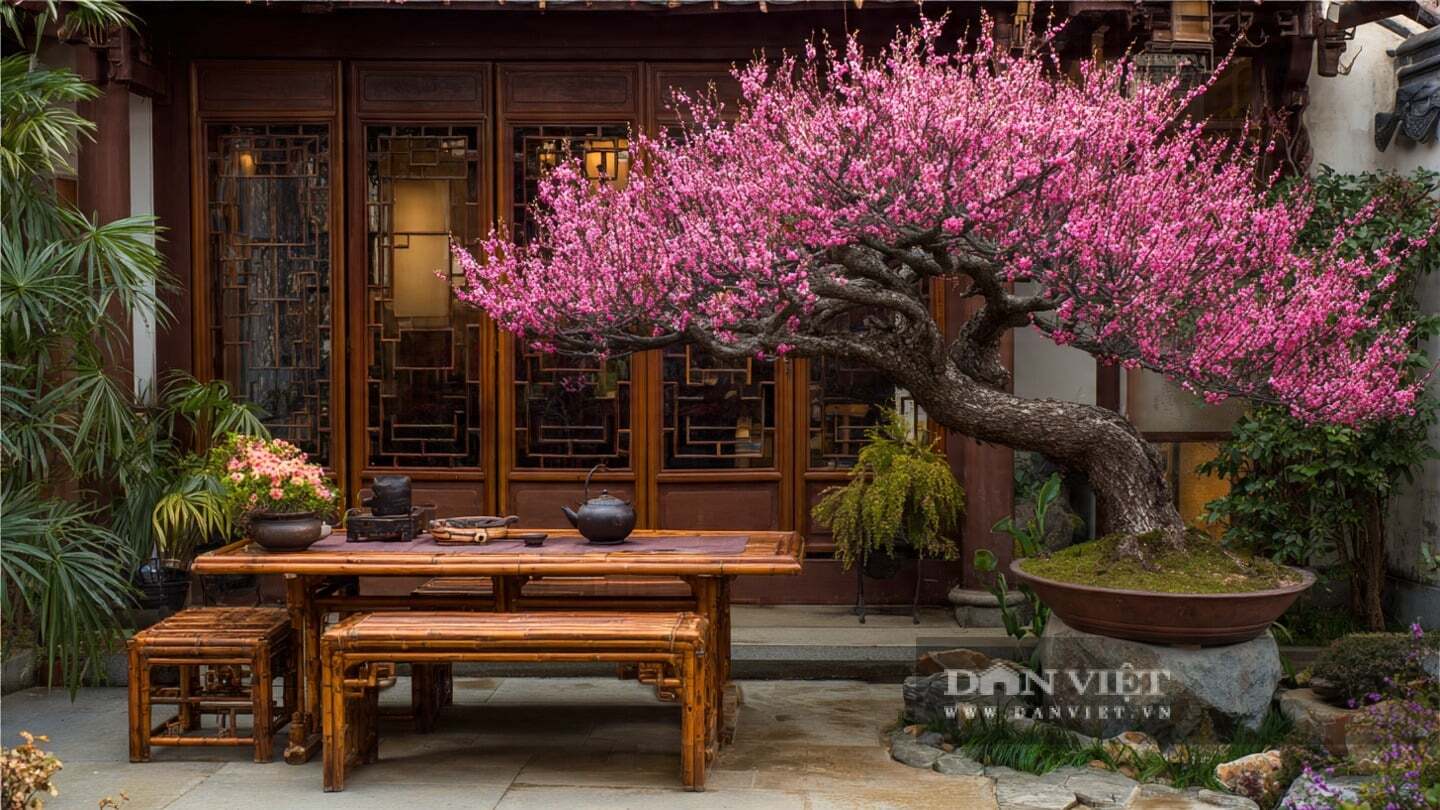 Trồng một cây cảnh mơ mai trong nhà không chỉ đơn thuần là trồng hoa; đó là vun đắp sự kiên cường.