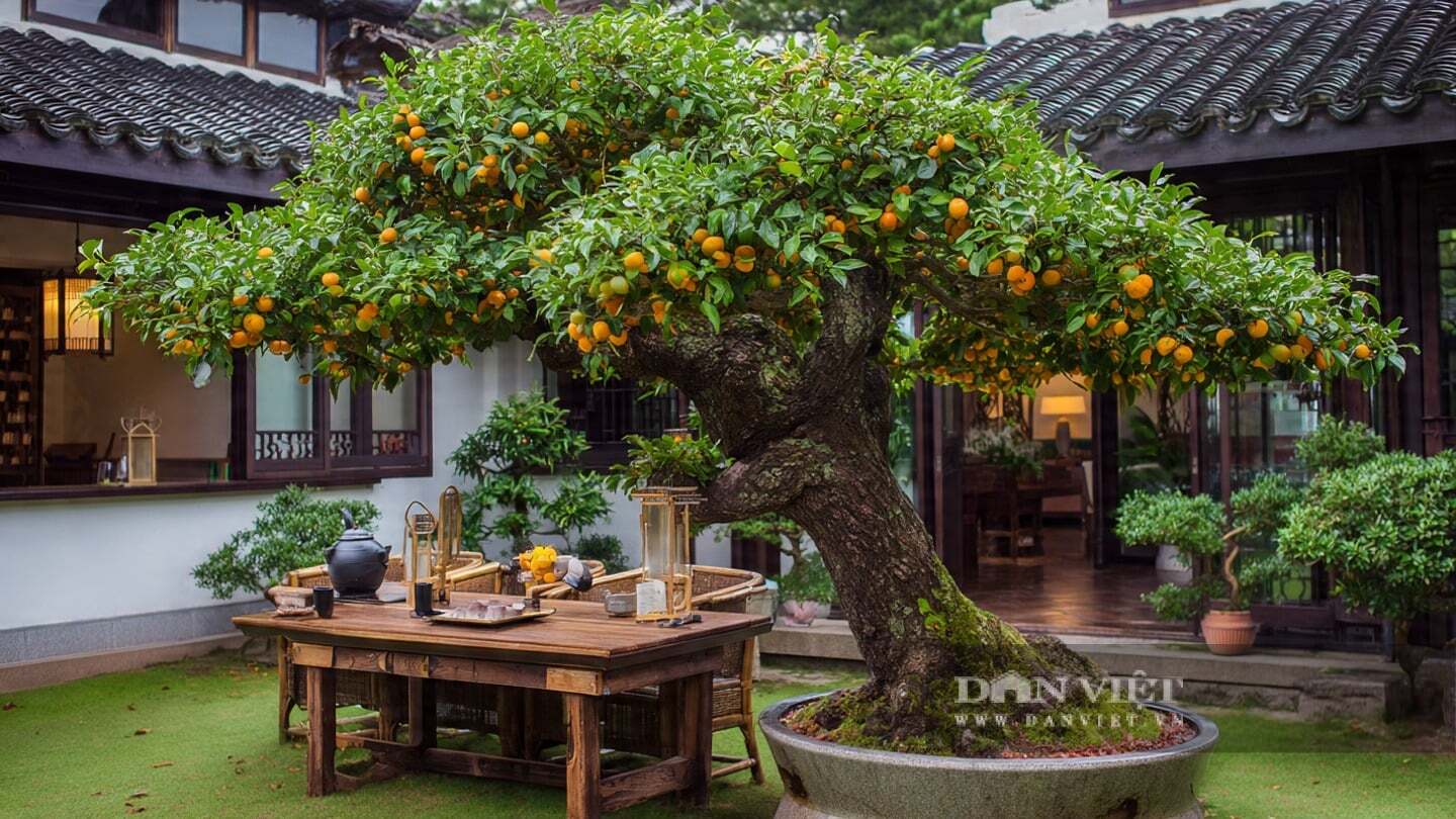 Cây cảnh có tác dụng phong thủy thu hút tài lộc, thịnh vượng và con cháu đầy đàn.