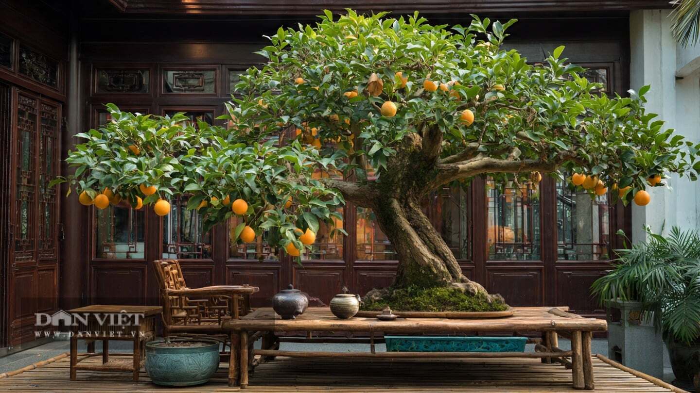 Một cây cảnh bonsai có thể sống hơn trăm năm là kỷ vật tuyệt vời nhất bạn có thể để lại cho các thế hệ tương lai.
